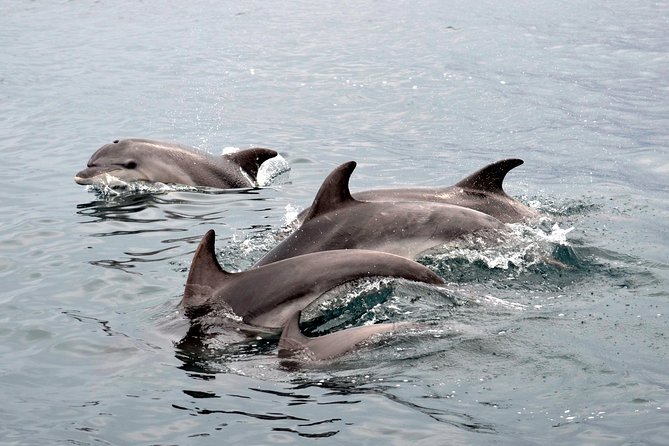 Alghero - Dolphin Watching (Spring & Autumn Tour) - What happens during the three hours