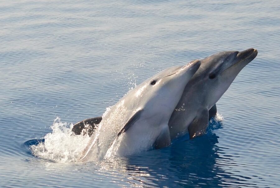 Alghero: Dolphin Watching Tour with Marine Researcher - Why this Alghero dolphin trip feels different