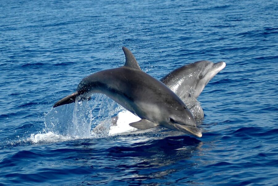 Alghero: Dolphin Watching Tour with Marine Researcher - Leaving the port and reading the sea