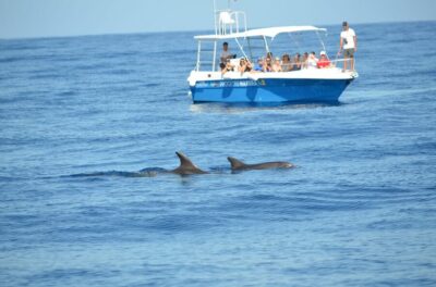 Alghero: Dolphin Watching Tour with Marine Researcher