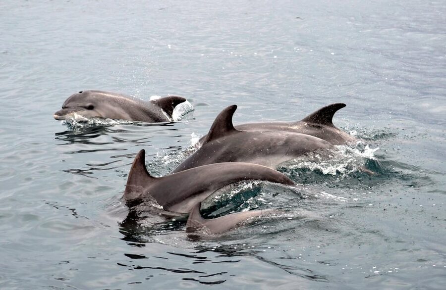Alghero: Dolphin Watching Tour with Marine Researcher - The value of the $59 price