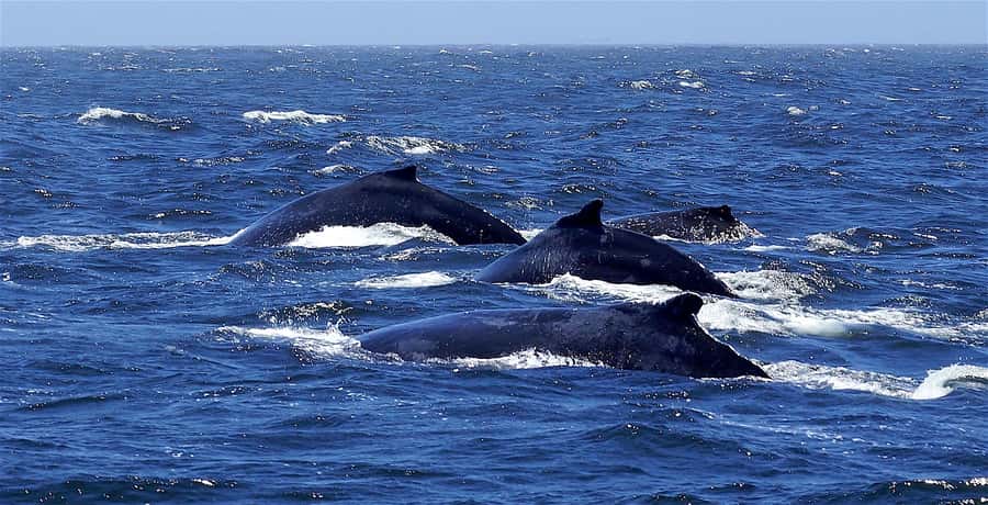All In One- Dolphins, Whales, Snorkeling & Lunch onboard - Key points to know before booking