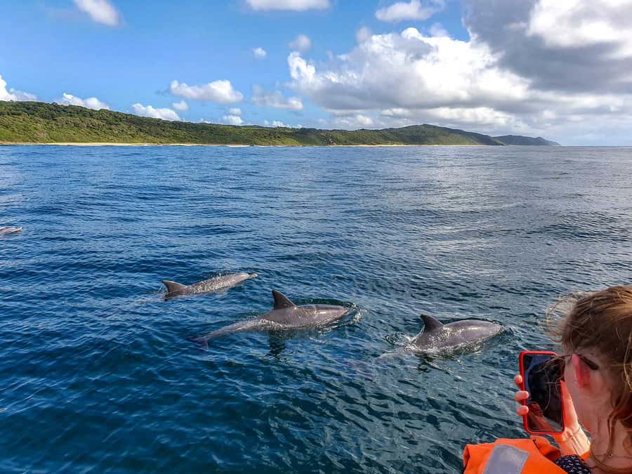 All In One- Dolphins, Whales, Snorkeling & Lunch onboard - Weather, cancellations, and what to bring