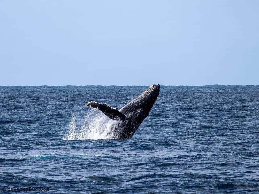 All In One- Dolphins, Whales, Snorkeling & Lunch onboard - Whale watching with a realistic outlook