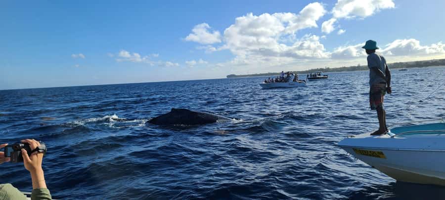 All In One- Dolphins, Whales, Snorkeling & Lunch onboard - Crystal Rock and the scenery around it