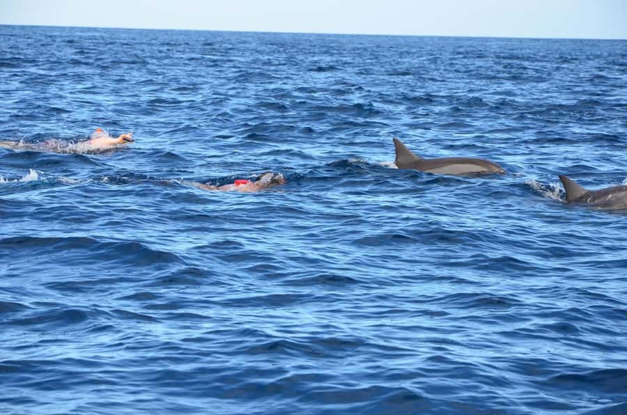 All In One- Dolphins, Whales, Snorkeling & Lunch onboard - Snorkeling in the natural aquarium