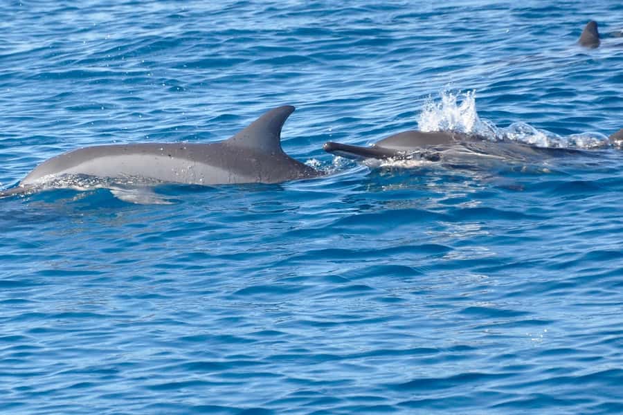 All In One- Dolphins, Whales, Snorkeling & Lunch onboard - Transport and timing in western Mauritius