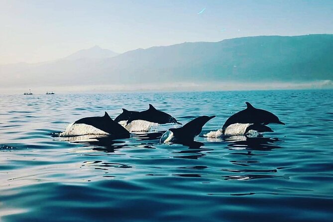 All inclusive Lovina Dolphins Sunrise tour, Waterfall & Temple - Why this North Bali day trip works