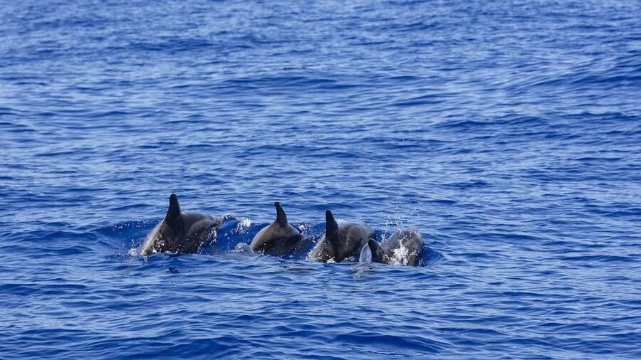 All Inclusive Mirissa Whale & Dolphin Watching + Snorkeling - Should you book the Mirissa whale and turtle trip?