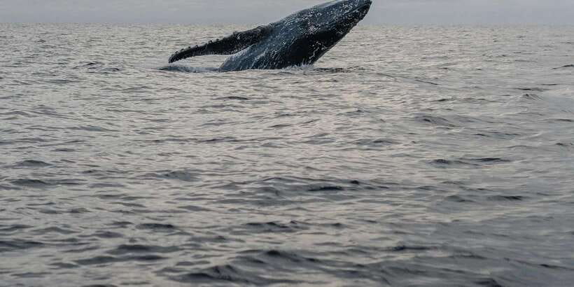 All Inclusive Mirissa Whale & Dolphin Watching + Snorkeling - A 45-minute Sri Lankan lunch in Mirissa
