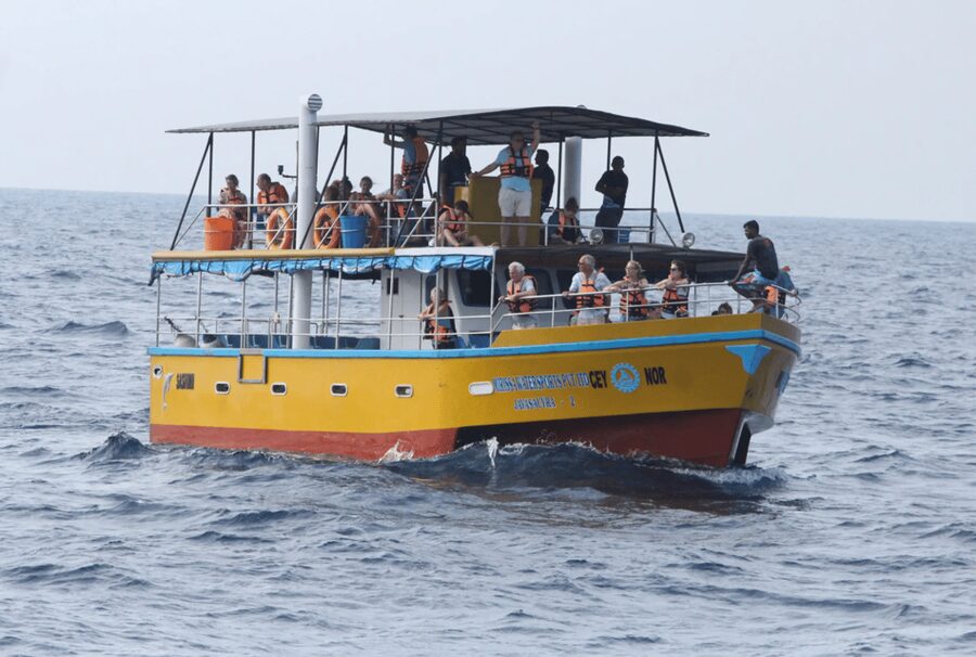 All Inclusive Mirissa Whale & Dolphin Watching + Snorkeling - Ninety minutes with turtles, fish, and coral