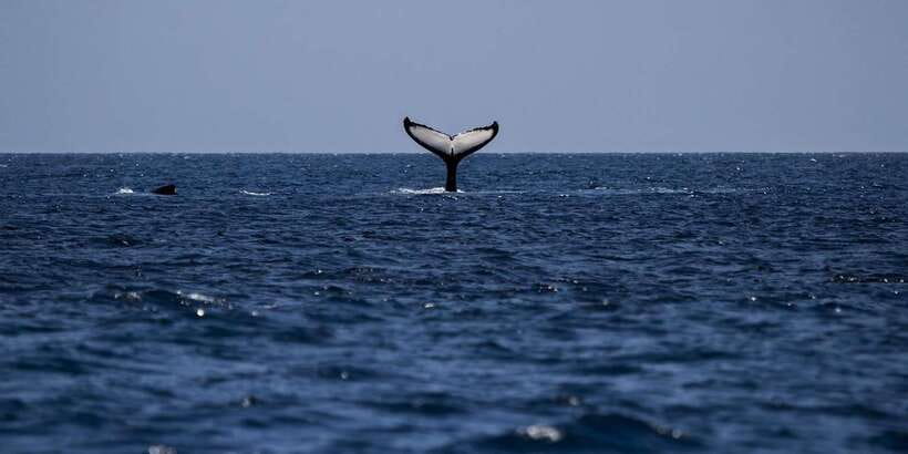 All Inclusive Mirissa Whale & Dolphin Watching + Snorkeling - Is the $145 price fair?