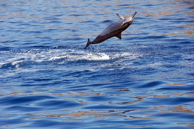 All-Inclusive Sunset Dolphin Watch and Snorkeling Cruise - The hot Hawaiian buffet changes the pace