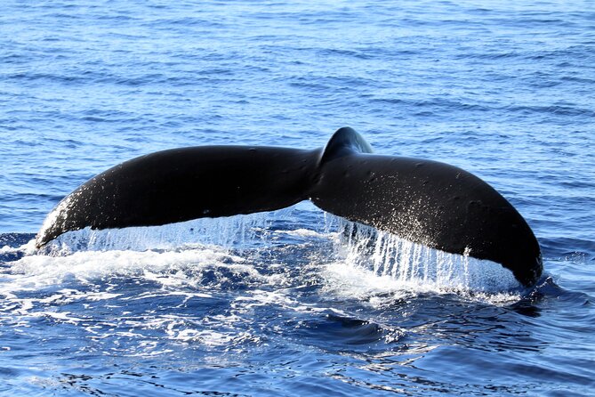 All-Inclusive Sunset Dolphin Watch and Snorkeling Cruise - Dolphin watching along Oahu’s west coast