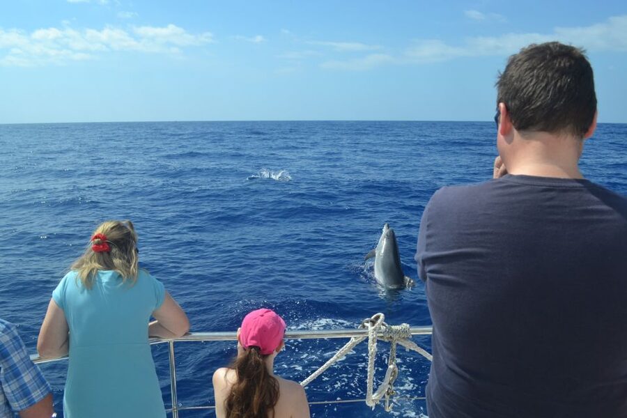 All Inclusive Whale and Dolphin Watching Luxury Tour - Cabo Girão: swimming below Madeira’s giant cliff