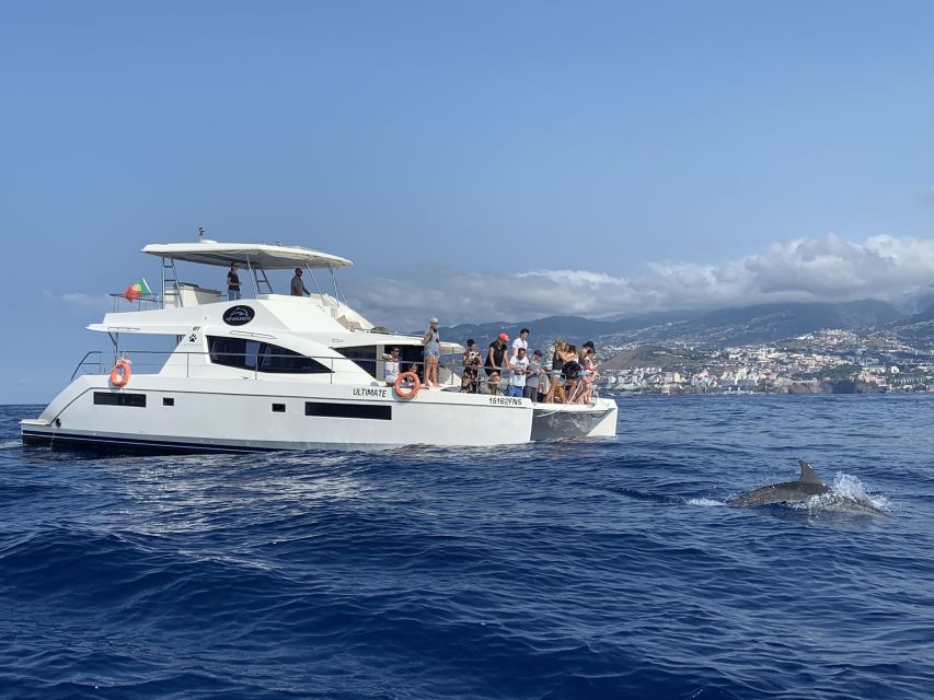 All Inclusive Whale and Dolphin Watching Luxury Tour - The final 45 minutes along Madeira’s coast