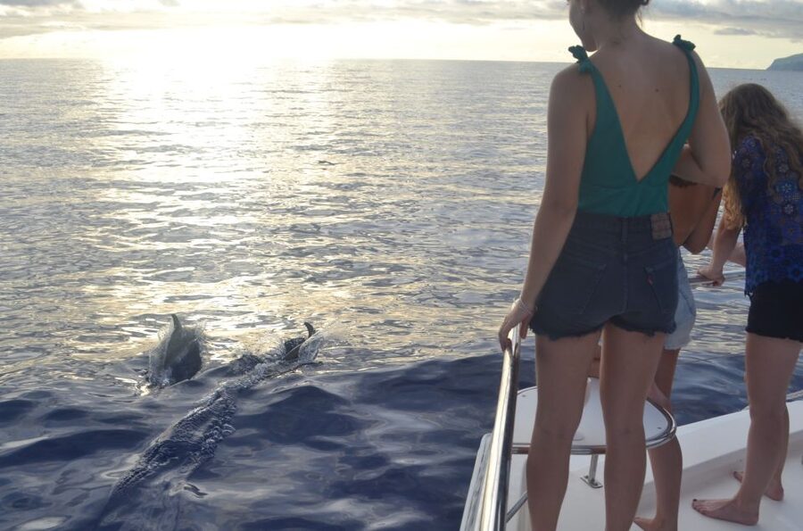 All Inclusive Whale and Dolphin Watching Luxury Tour - What the $93 price really buys you