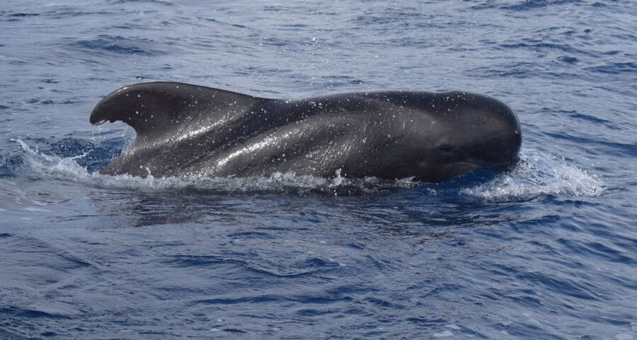 All Inclusive Whale and Dolphin Watching Luxury Tour - The first 45 minutes: searching the Atlantic