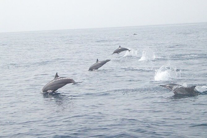 Amazing Dolphin Watching Tour In Muscat - Key points to know before you go
