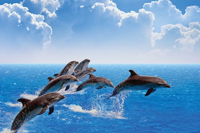 Amazing Dolphin Watching Tour In Muscat - Why Muscat is a fine place for dolphin watching