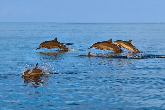Amazing Dolphin Watching Tour In Muscat - Who will enjoy this trip most