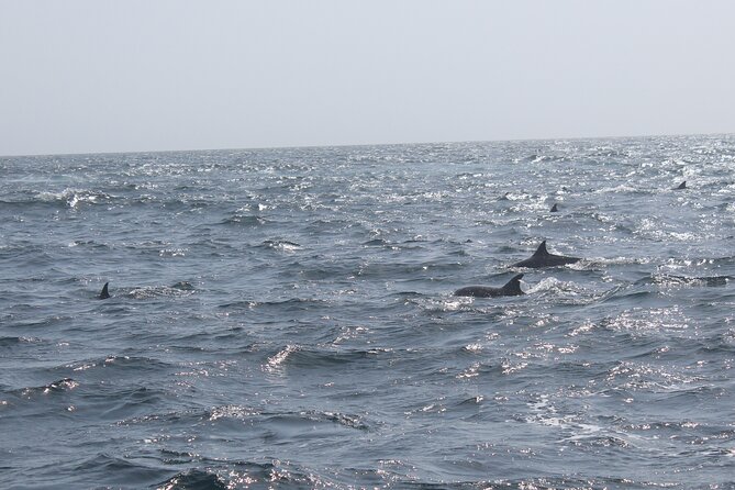 Amazing Dolphin Watching Tour In Muscat - Practical planning for your morning
