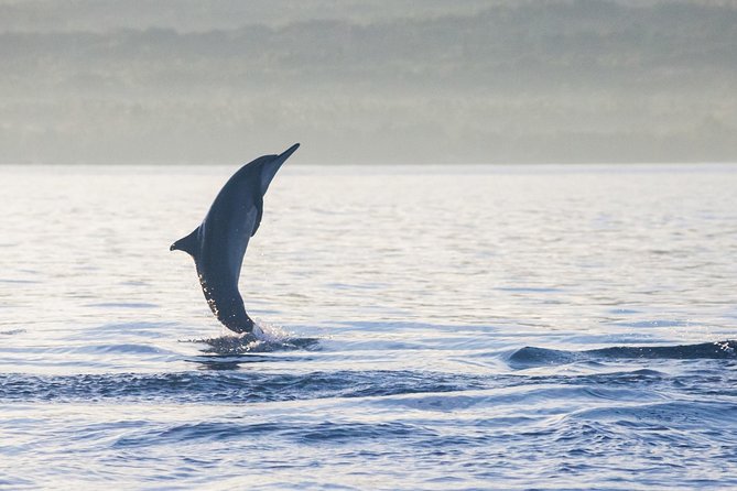 Amazing Private Tours: Dolphins Lovina and Gitgit Waterfall include Lunch - A 2:30 am start from Nusa Dua