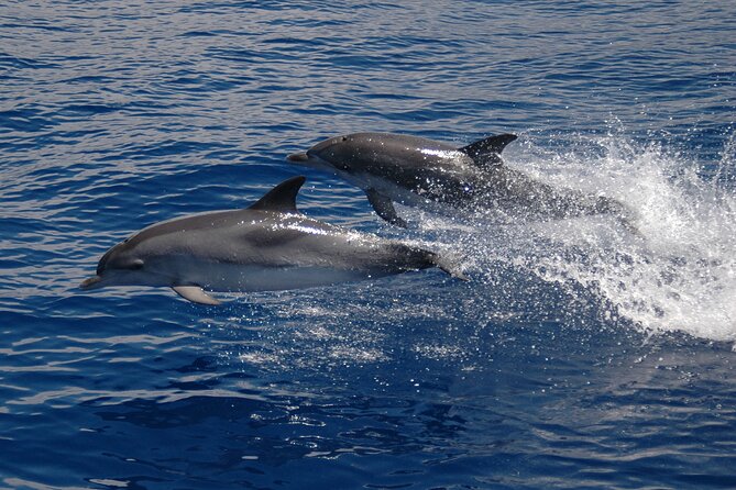 Amazing Skywalk, Wine Tasting & 4x4 Adventure + Dolphin Watching - Boca da Corrida and the 4x4 mountain roads