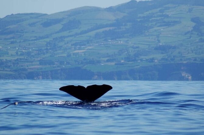 Among Whales Dolphins and Volcanoes Full Day Tour With Lunch - Three hours offshore from Ponta Delgada