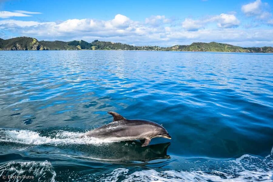 Ancient City or Dolphin observatıon cruise in Side w/Lunch - Four hours on a double-deck boat