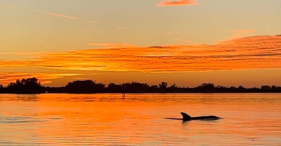 Anna Maria Island and Bradenton: Sunset Kayak Dolphin Tour - Paddling through shallow, calm coastal water