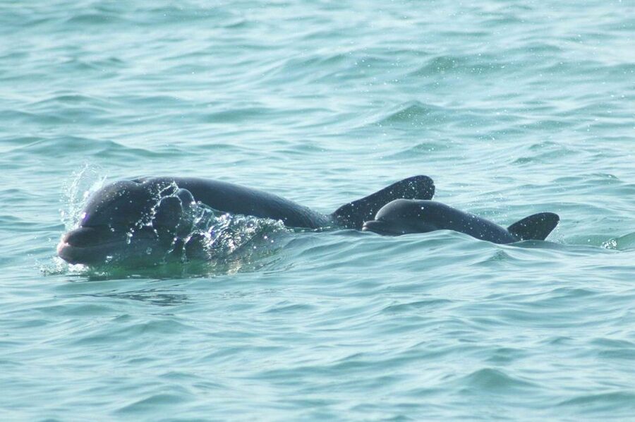 Anna Maria Island and Bradenton: Sunset Kayak Dolphin Tour - Free photos and what to bring