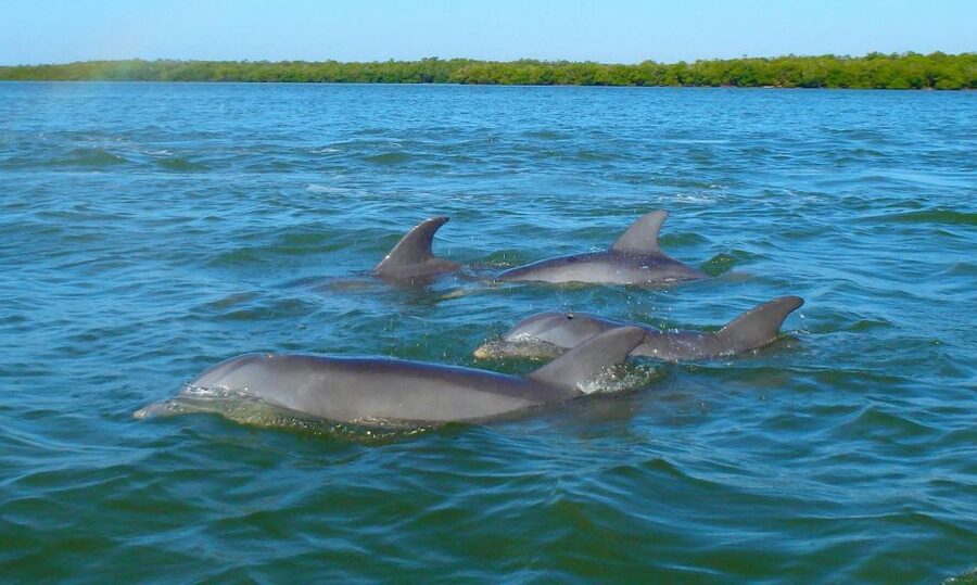 Anna Maria Island and Bradenton: Sunset Kayak Dolphin Tour - Meeting the guide and getting onto the water