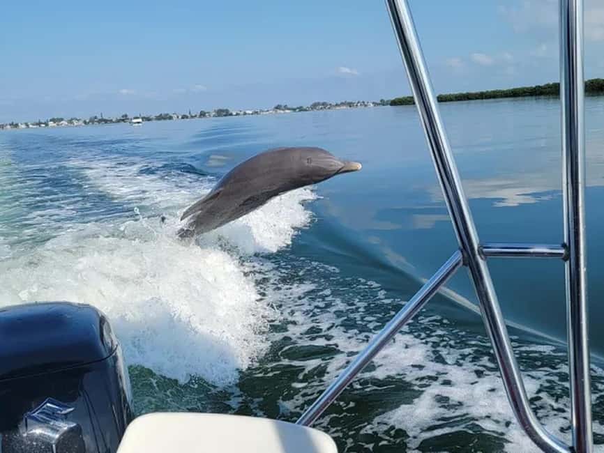 Anna Maria Island: Dolphin Cruise - Key points to know before you go