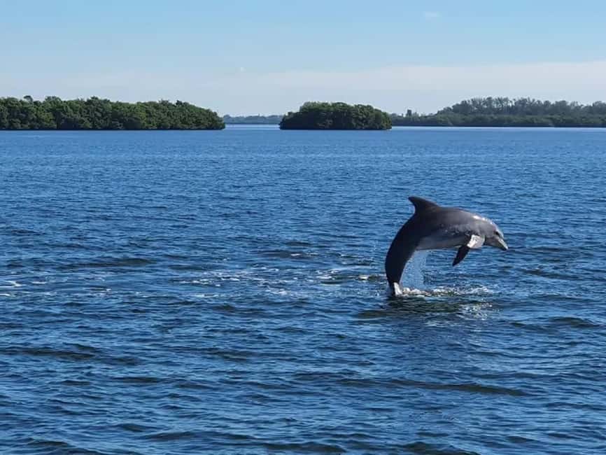 Anna Maria Island: Dolphin Cruise - Watching for bottlenose dolphins in their home waters