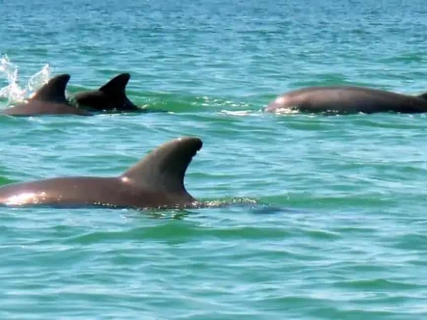 Anna Maria Island: Dolphin Cruise - The back bay and the island’s wider wildlife