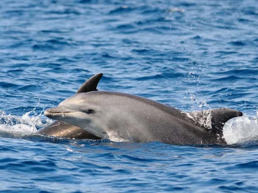 Anna Maria Island: Dolphin Cruise - What the captain and boat experience add