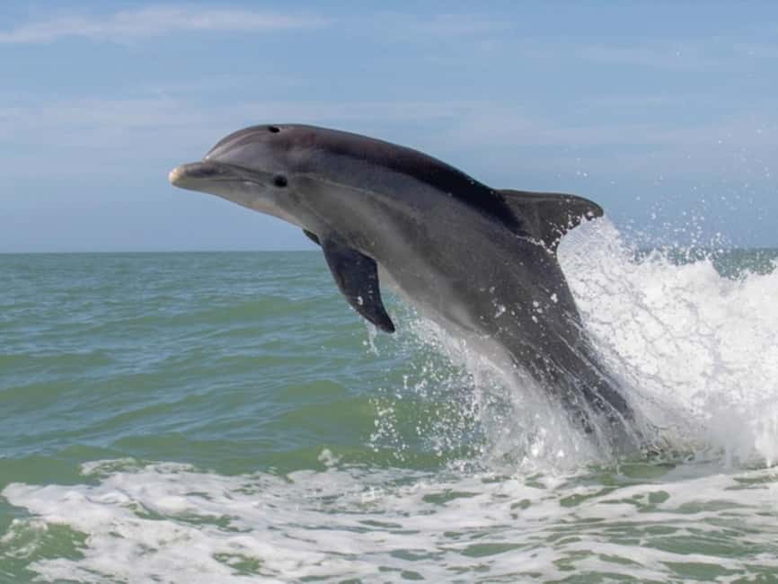 Anna Maria Island: Dolphin Cruise - Is $62 a fair price?