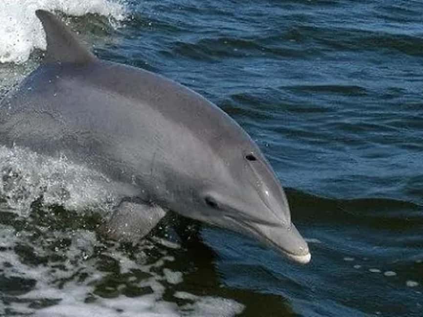 Anna Maria Island: Dolphin Cruise - What to bring for a comfortable ride