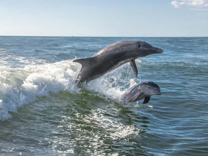 Anna Maria Island: Dolphin Cruise - Leaving Holmes Beach for the Gulf shoreline