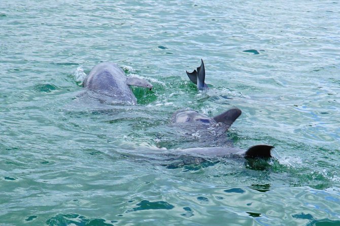 Anna Maria Island Dolphin Sightseeing Adventure - Shade, seating, and comfort on the boat