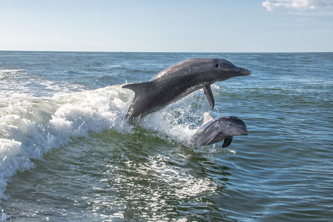 Anna Maria Island Dolphin Sightseeing Adventure - The $55.20 price and what you get for it