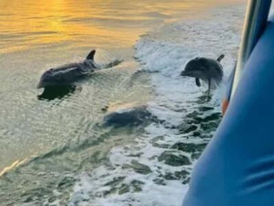 Anna Maria Island: Sunset Dolphin Cruise