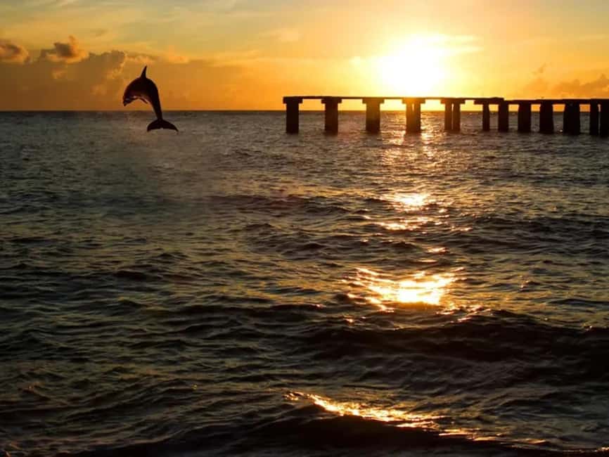 Anna Maria Island: Sunset Dolphin Cruise - Is $64 a fair price?