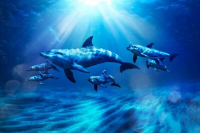 Aquaventure World: Dolphin Paddle and Waterpark Day Pass