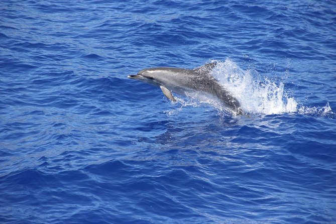Arieiro Peak and Cristo Rei 4x4 Experience + Dolphins Watching - Starting above Funchal at Miradouro Pico dos Barcelos