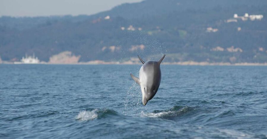 Arrábida - Sesimbra: Dolphin Watching - Key points to know before booking
