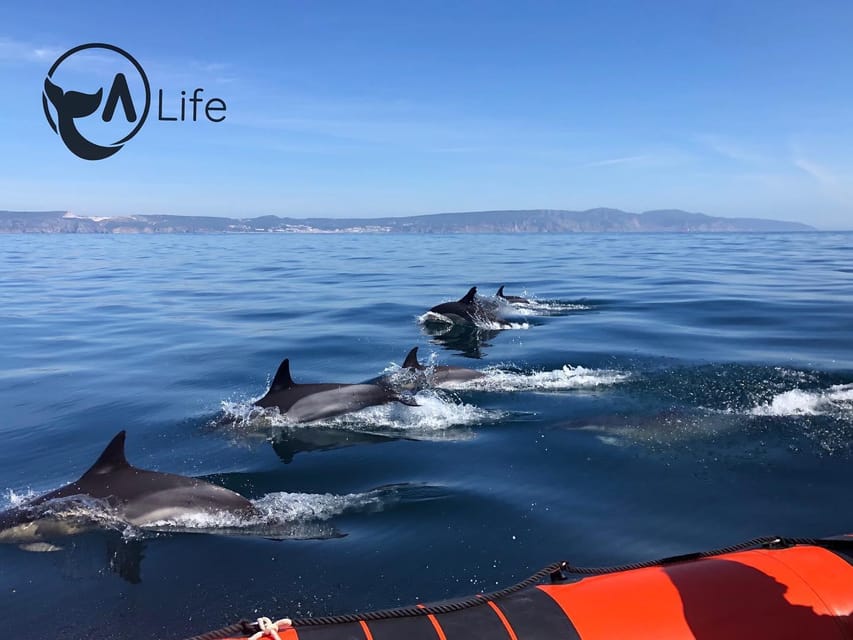 Arrábida - Sesimbra: Dolphin Watching - The Sado River Estuary and its resident dolphins