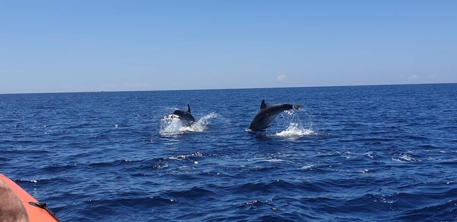 Arrábida - Sesimbra: Dolphin Watching - Collecting plastic from the sea