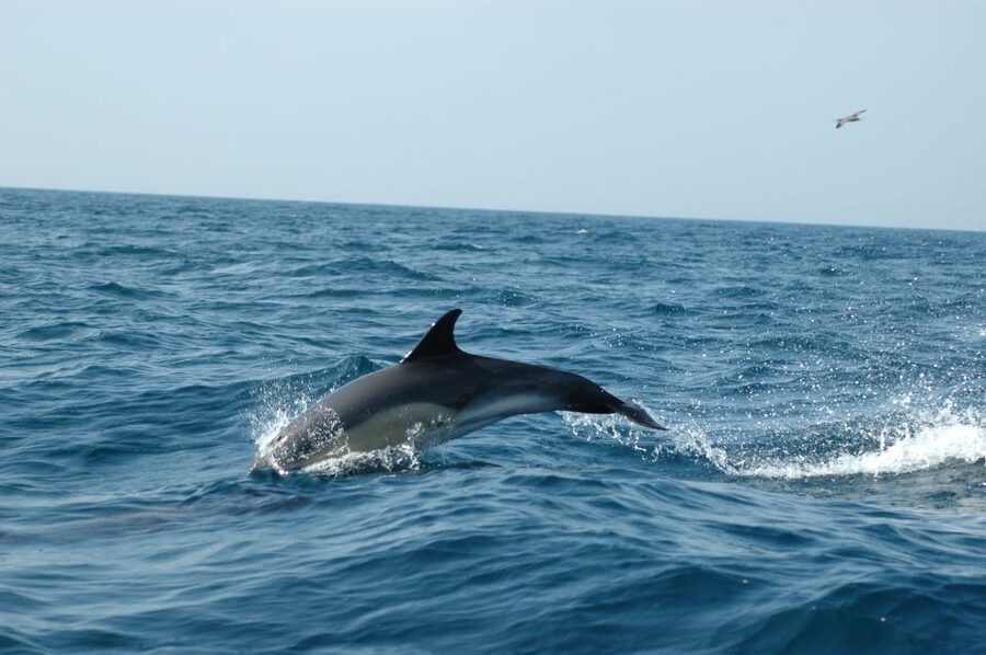 Arrábida - Sesimbra: Dolphin Watching - Who will enjoy this most?